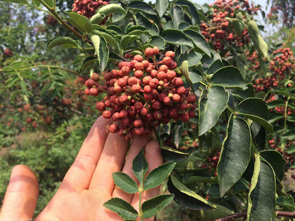 花椒树