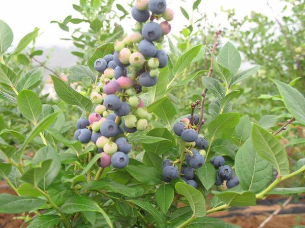5年蓝莓苗