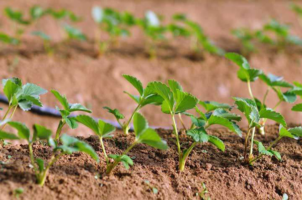 草莓苗多少钱一棵？2020年草莓苗批发价格