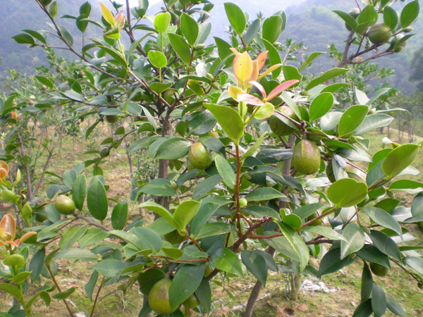 油茶树苗多少钱一棵？2020年一亩油茶一年赚多少钱？