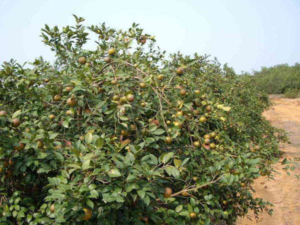 油茶树