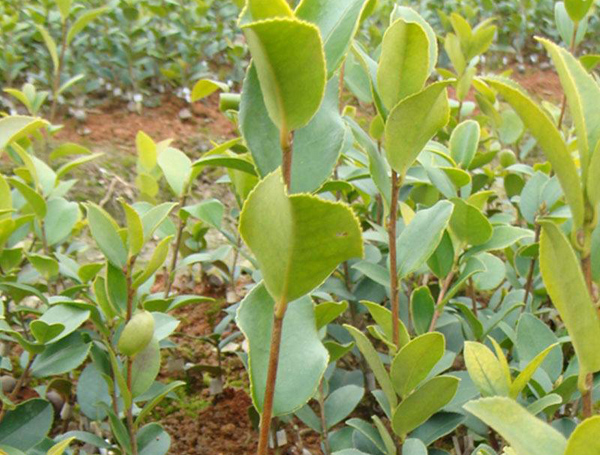 油茶树苗