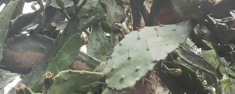 属龙适合养什么植物