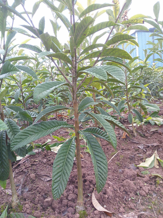 枇杷苗怎么种?枇杷苗种植技术和管理
