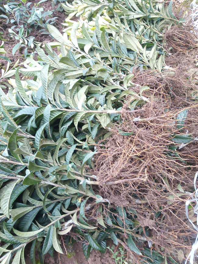枇杷苗怎么种?枇杷苗种植技术和管理