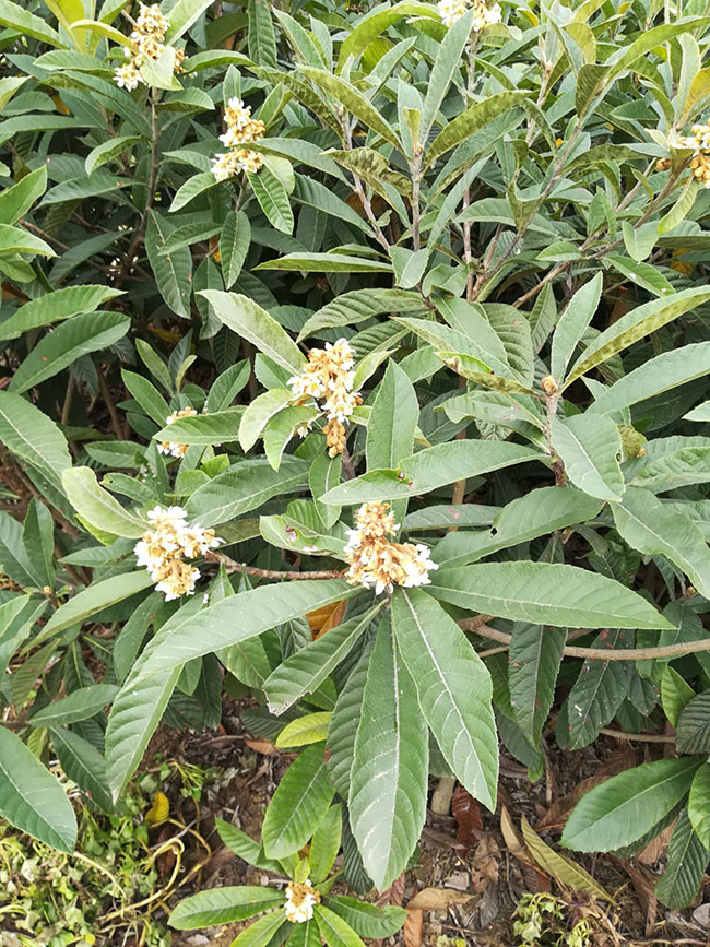 枇杷苗怎么种?枇杷苗种植技术和管理