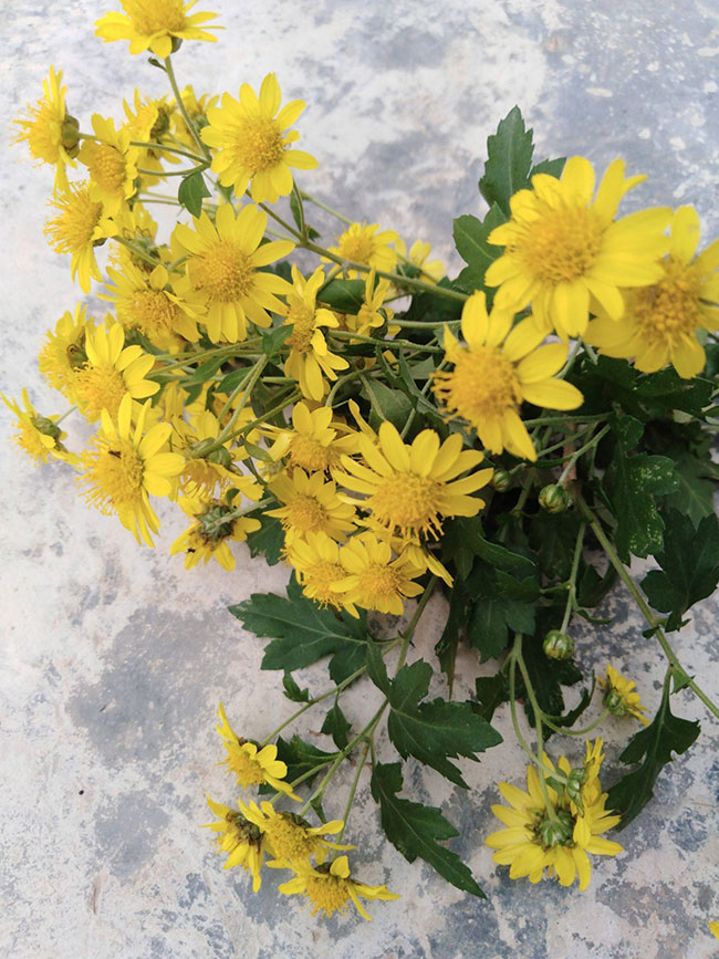 野菊花