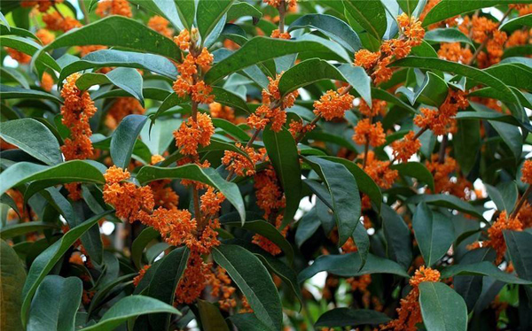 桂花树