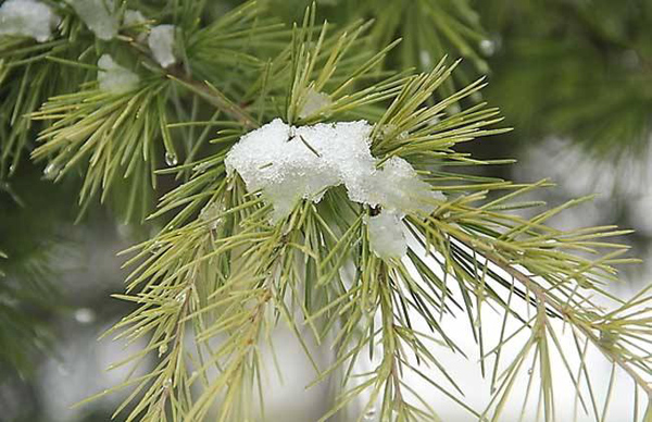 雪松