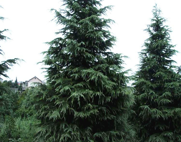 雪松树