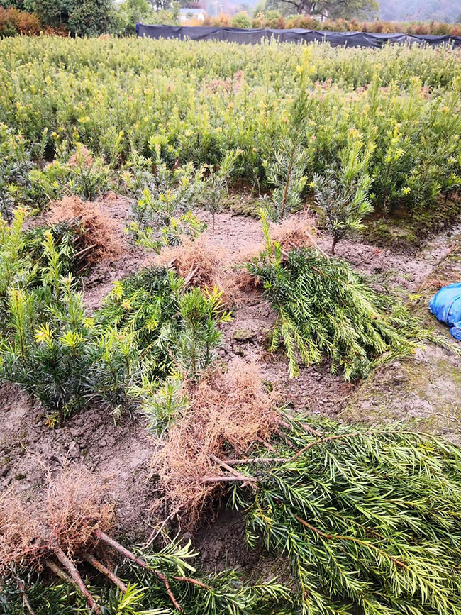 2020罗汉松球价格多少钱一棵?罗汉松球修剪方法