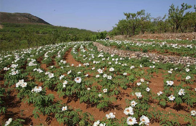 白花野牡丹价格多少钱?2020白花野牡丹苗价格