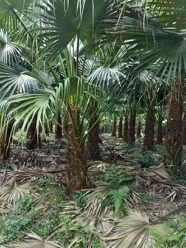 蒲葵树