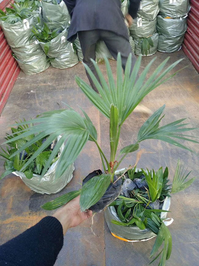蒲葵树
