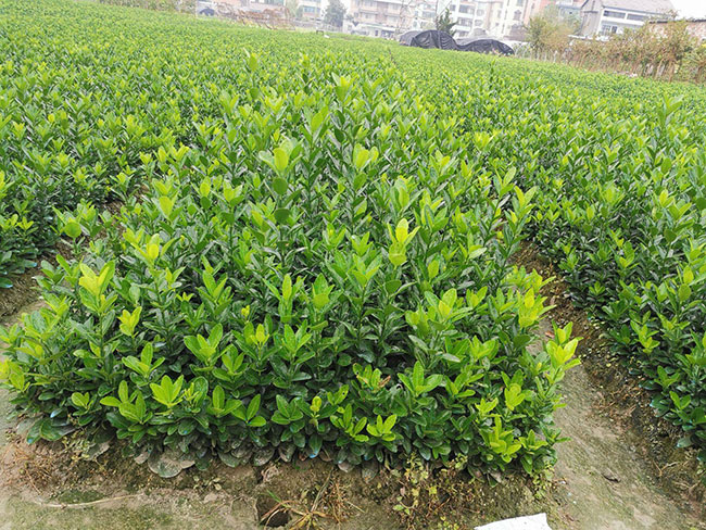 黄杨多少钱一棵?2020年黄杨价格最新价格