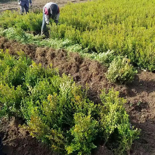黄杨多少钱一棵?2020年黄杨价格最新价格