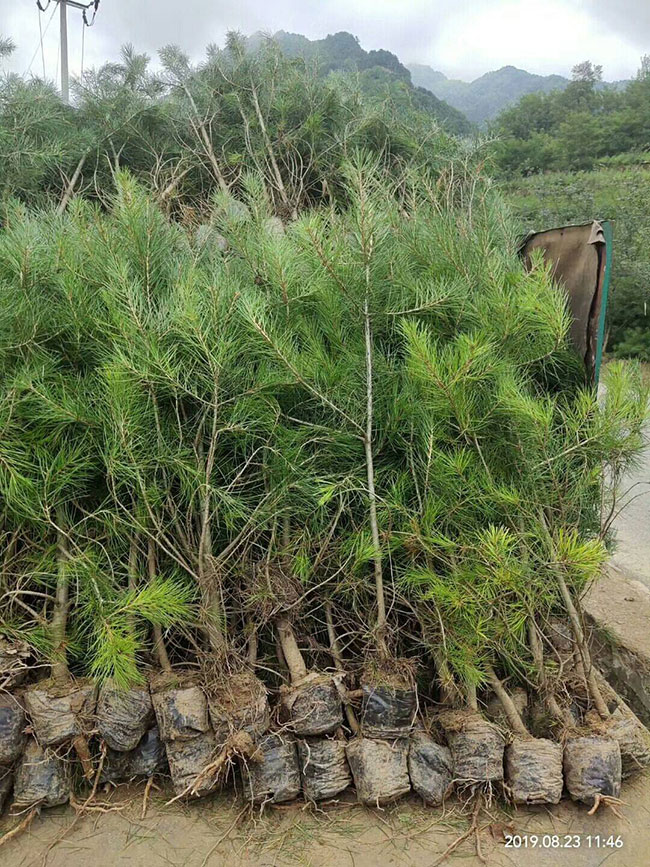 白皮松多少钱一棵?2020年白皮松价格最新价格