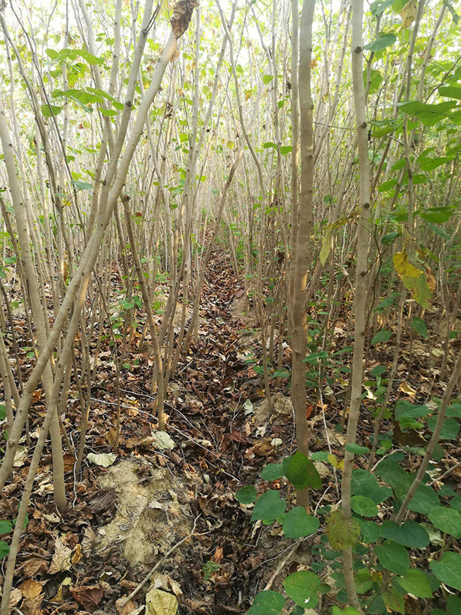 巨紫荆多少钱一棵?2020年巨紫荆价格最新行情预测