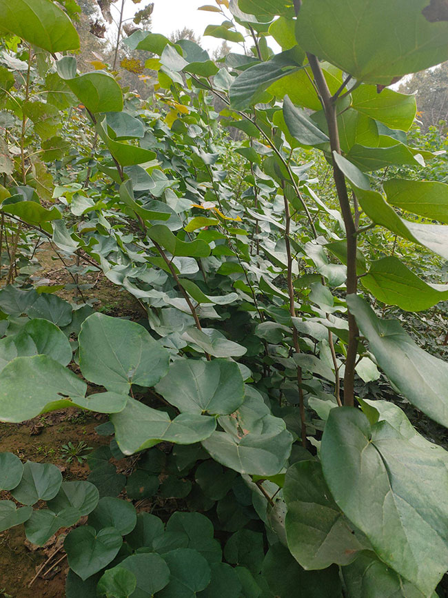 巨紫荆价格