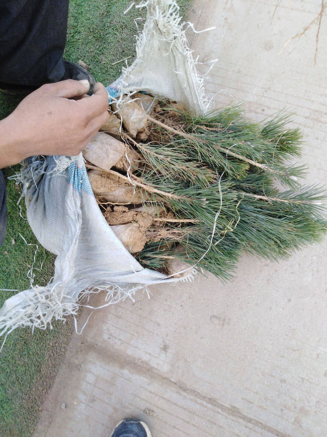 松树苗怎么种?松树苗种植方法