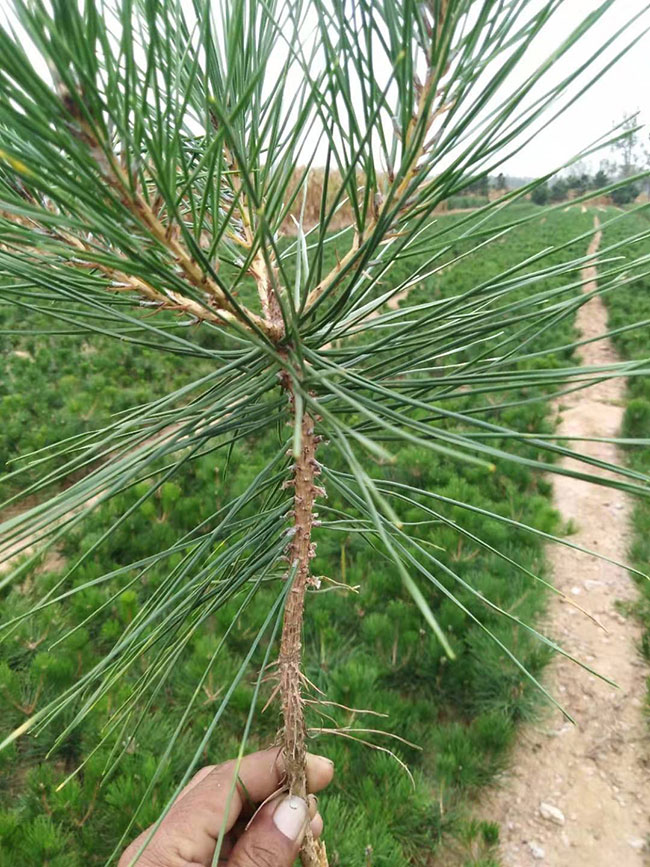 松树