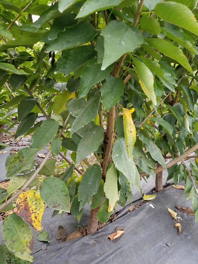 樱桃树9.jpg