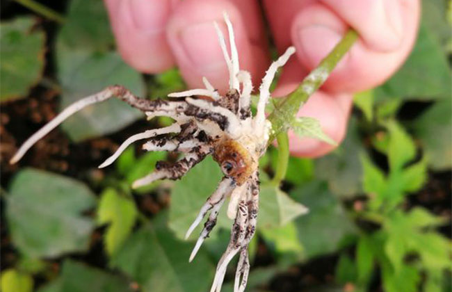 百香果苗怎么种植?百香果苗种植方法