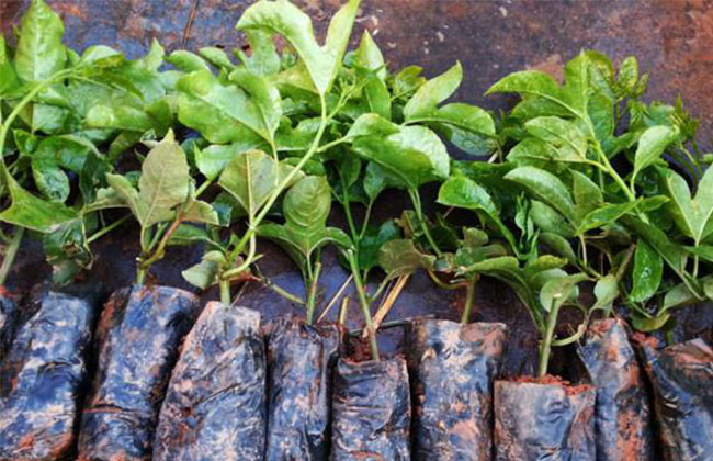 百香果苗怎么种植?百香果苗种植方法