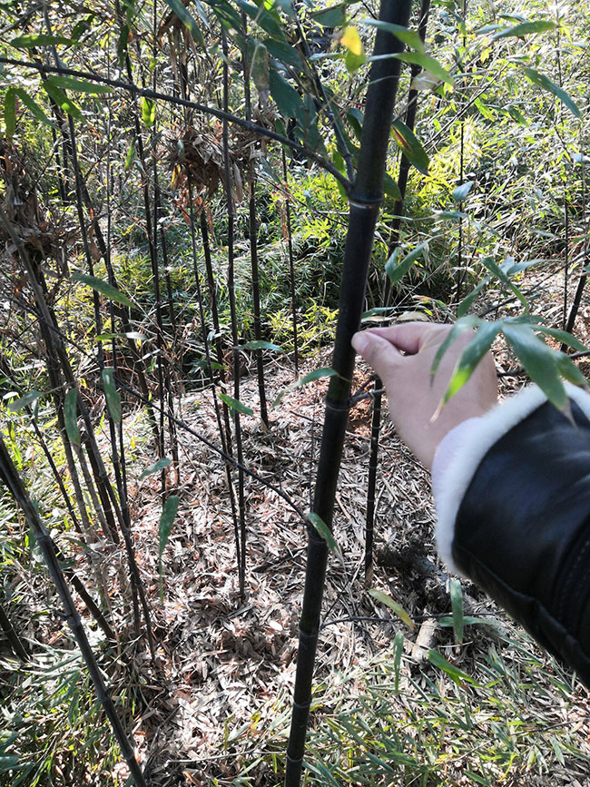 竹苗怎么种?竹苗的种植方法