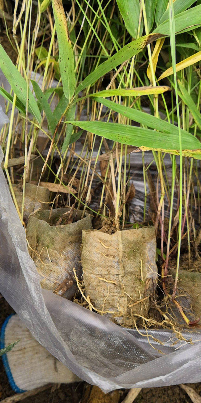竹苗怎么种?竹苗的种植方法