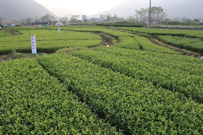 茶树怎么种植?茶树苗种植技术