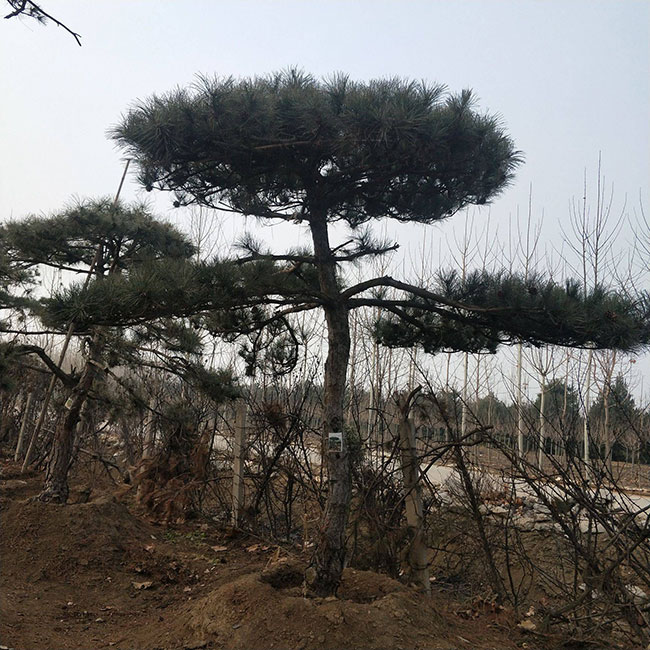景观松多少钱一棵?2020年景观松价格最新价格