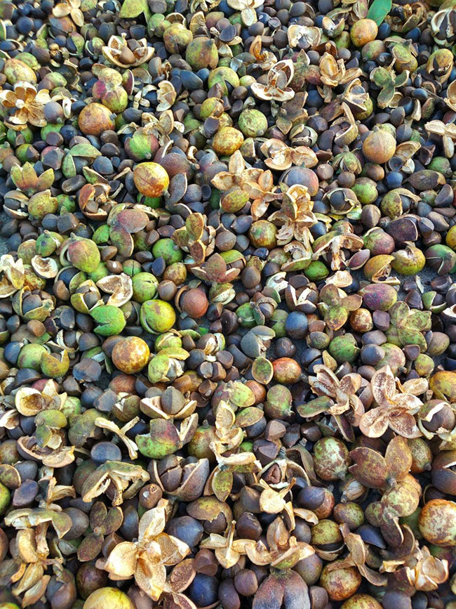 油茶籽多少钱一棵?2020年油茶籽价格最新价格
