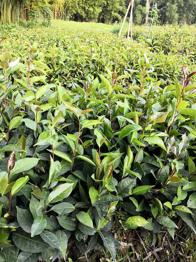 一年生油茶小苗多少钱一棵?油茶树小苗怎样种植?