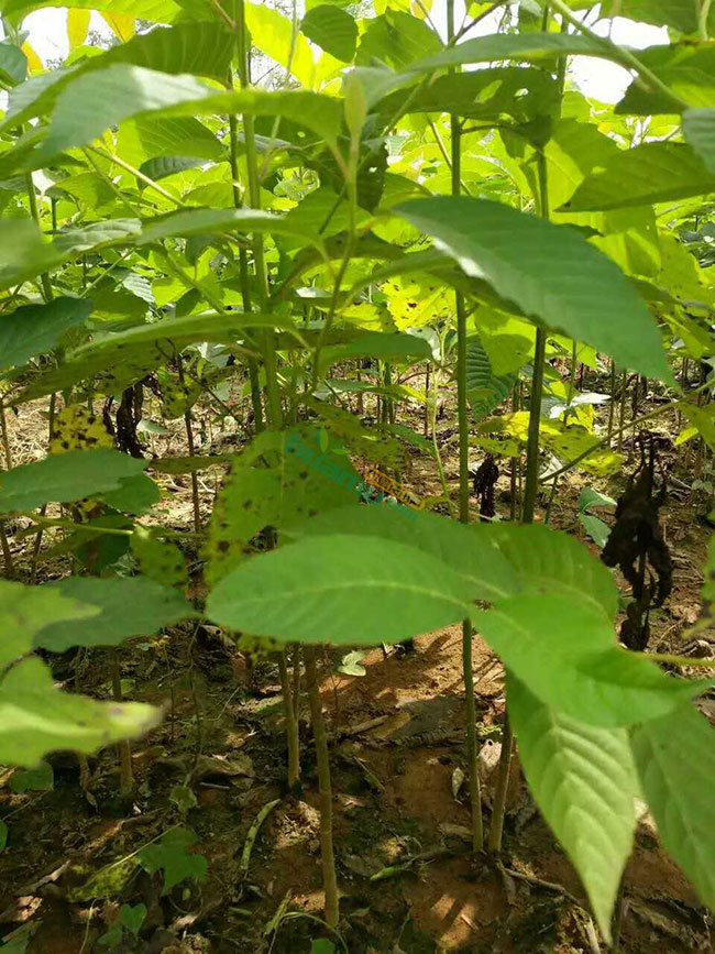 一年生喜树小苗多少钱?2020喜树小苗批发价格