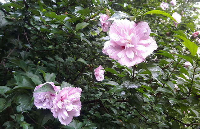 木槿