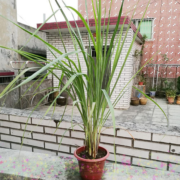 香茅
