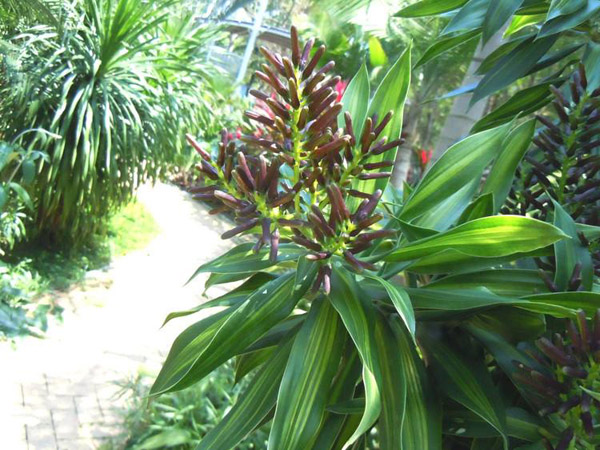 百合竹