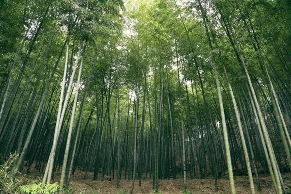 竹林
