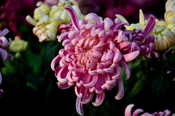 菊花