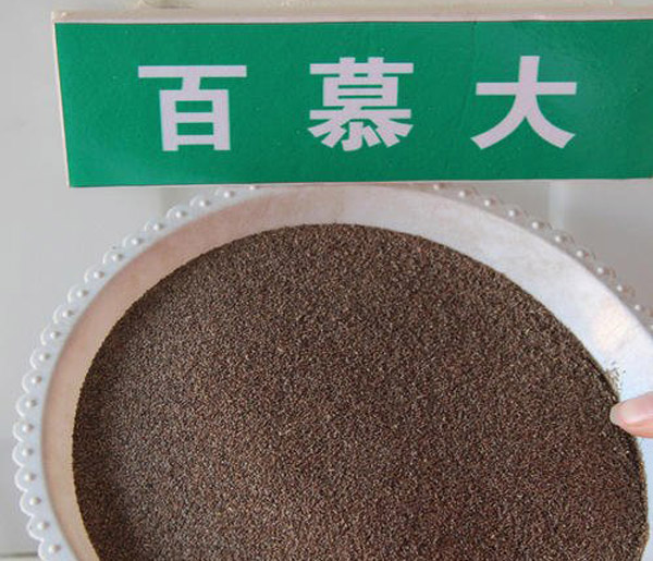 百慕大一亩地用多少种子？百慕大种下多久发芽？