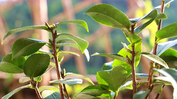 茶花