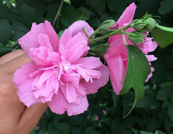 木槿花