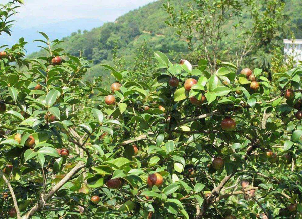 油茶树