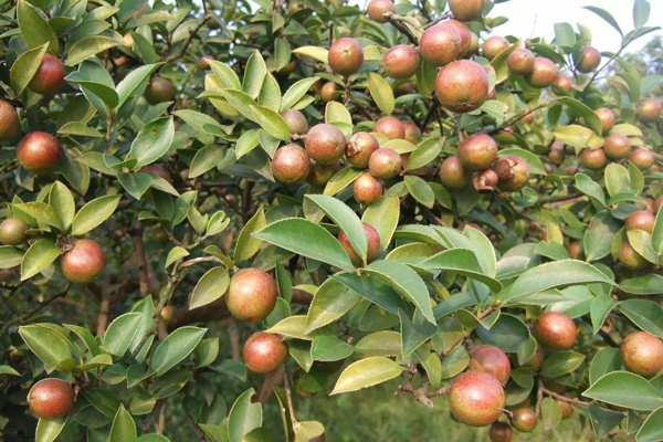 油茶树