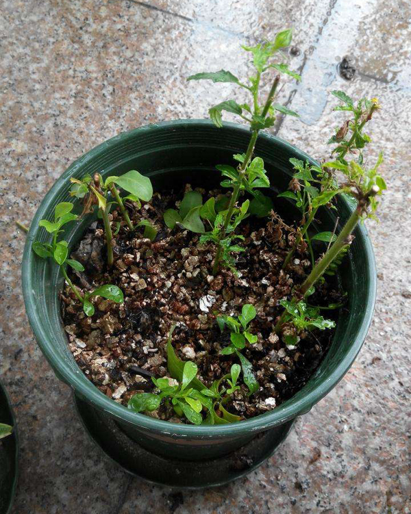 木槿花扦插