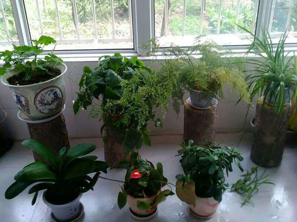室内养什么花最好？最适合室内养的六种花