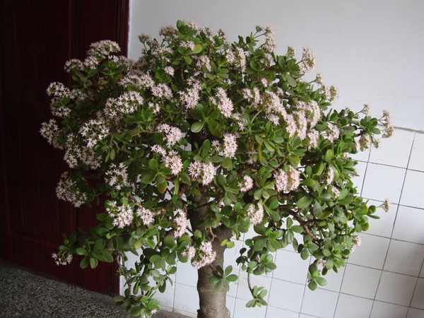 玉树开花