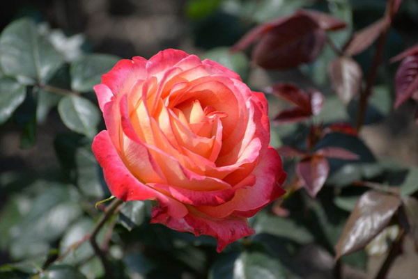 月季花