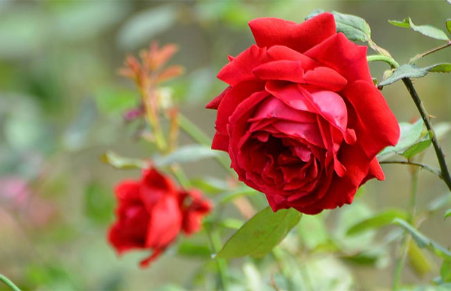 月季花根怎么种植?月季花栽培技术